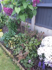 Plant ID please
