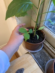 Seedling ID please?