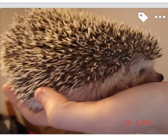 Please tell me all about having hedgehogs as pets