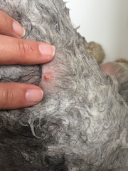 What’s this lump please?