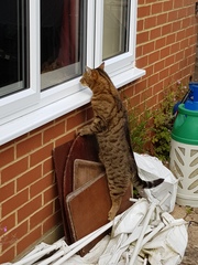 Next door's -thug- cat
