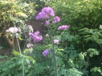 Plant ID please