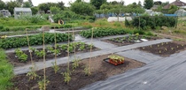 Allotment/Veg Patch Thread 14 ! growing into summer