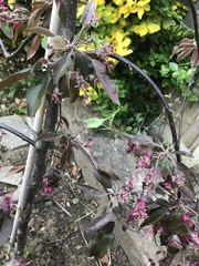 Is my crap Apple tree dying? Pics attached