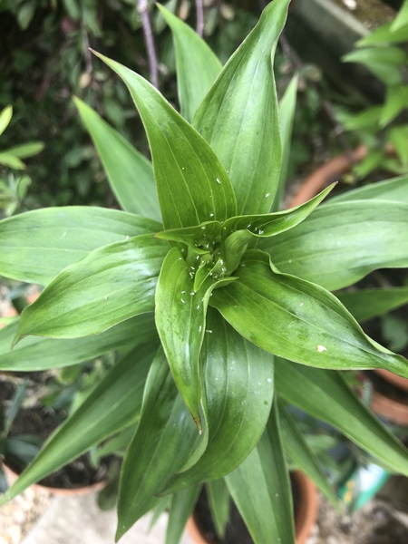 What are these? Mites?