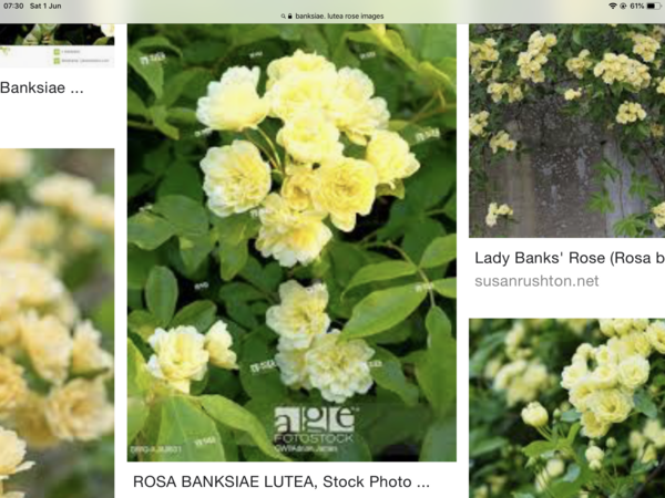Climbing rose for a pot/ troff/ trough that is thornless and easy to look after