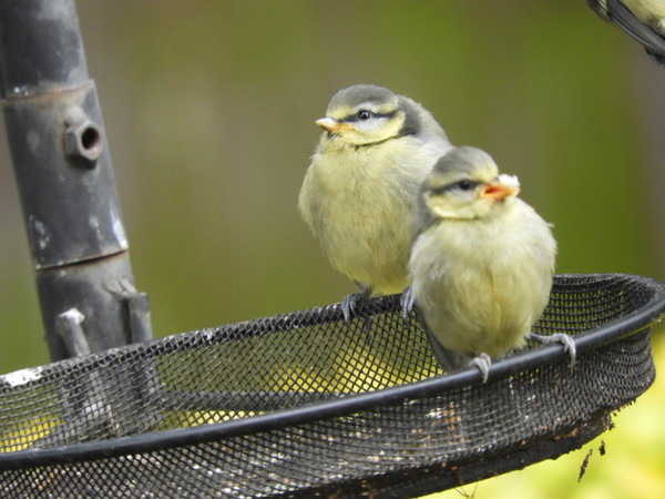 Bird feeder recommendations please
