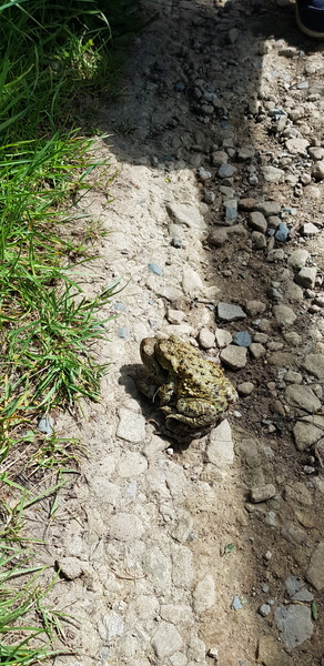 Posting here for help - just found a large toad in my garden