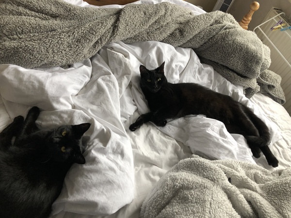 'Adopt don't shop' - tell me about your rescue cats