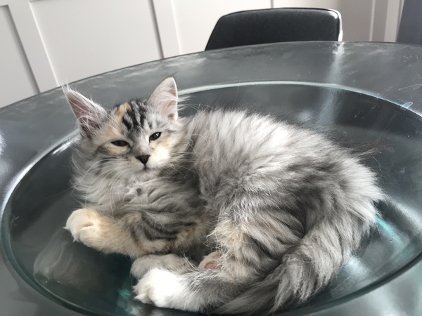 AIBU to think my cat is the cutest !