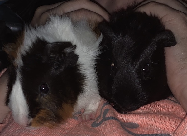 Pictures of your Guinea Pigs