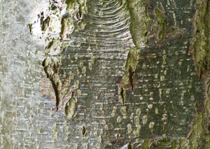 Can anyone identify this tree ?