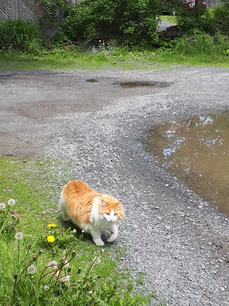 Drama in the neighbourhood