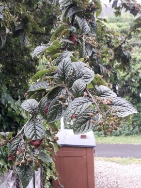 Is this a viburnum?