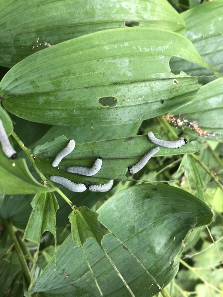 Anyone know what these caterpillars are?