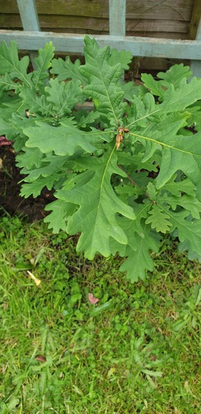 Another mystery plant