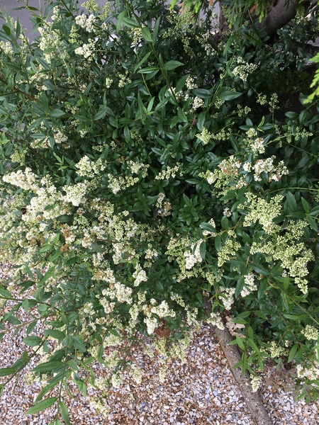 Is this elderflower?