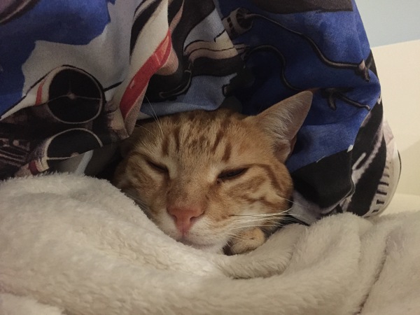 What's your DCat up to today? (Thread 7!)