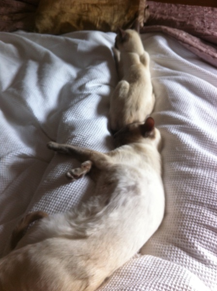 Westminstenders: Johnson v Stewart