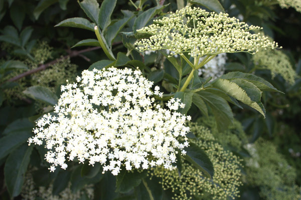 Is this elderflower?