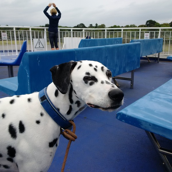 Rough collie or dalmatian - views please!