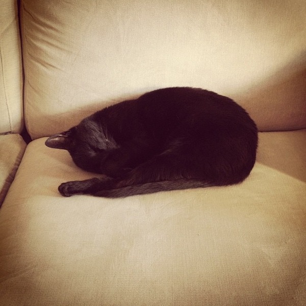 Best cat poses