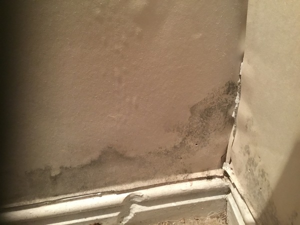 Mould - causes & best treatment ideas