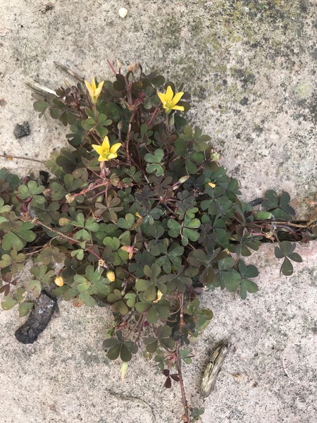 Wildflower or weed depending on your POV! Please help ID