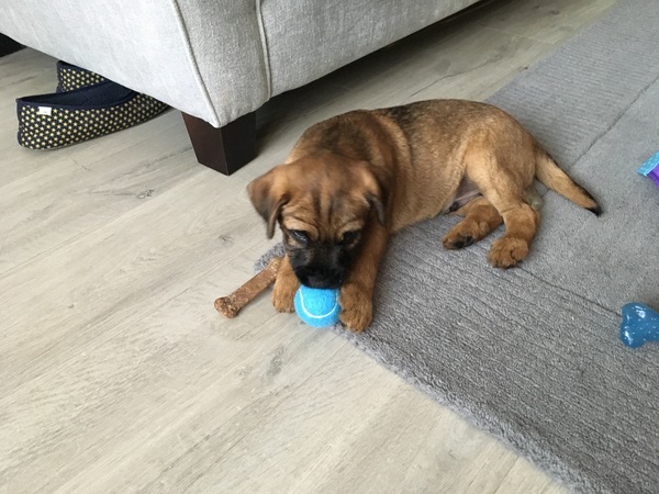 Young Puppy Support Group