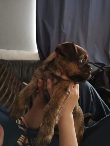 Puppy has hernias