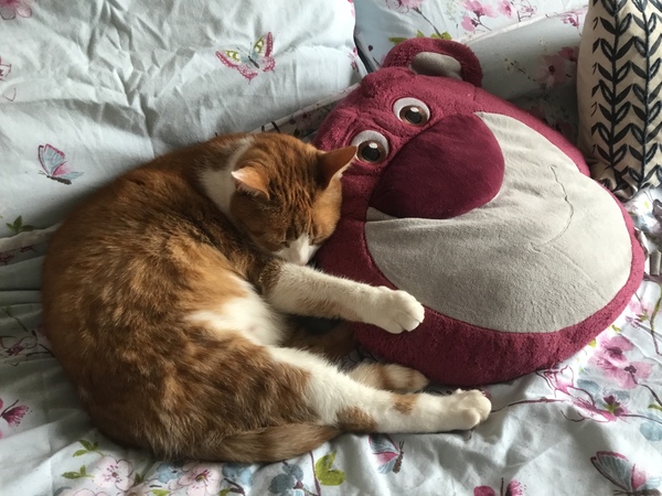 AIBU to think my cat is the cutest !