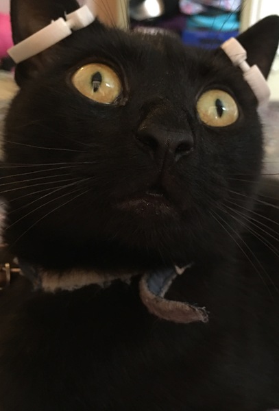 My castrated, diabetic male cat got taken by a stranger to be castrated, he’s very unwell