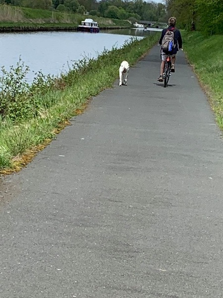 Anyone cycle with their dog?