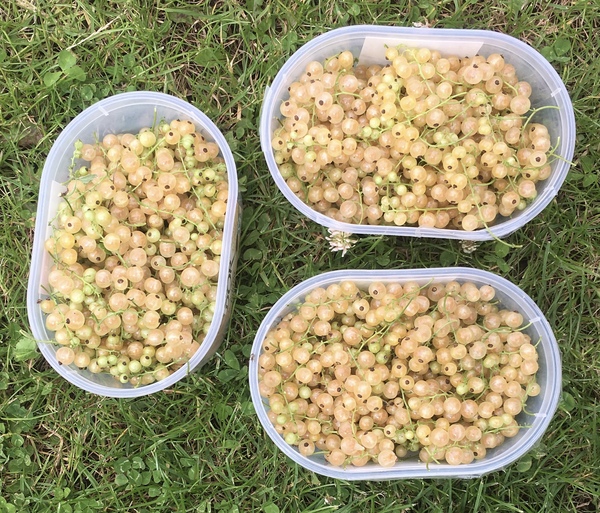 Allotment/Veg Patch Thread 14 ! growing into summer
