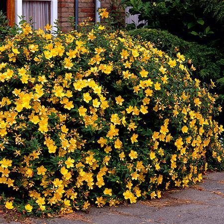 ST johns wort