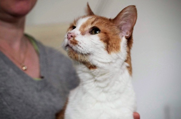 My cat has died and I am grief stricken