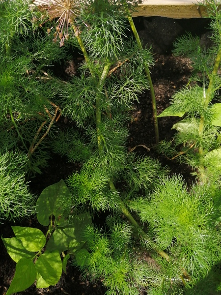 Is this Dill, Fennel or something else.