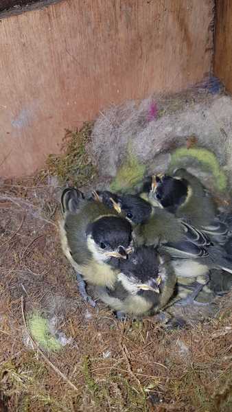 What birds do you get in your garden?