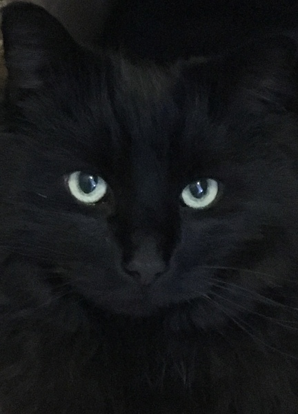 'Adopt don't shop' - tell me about your rescue cats