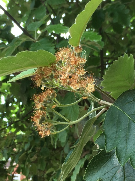 Can anyone identify this tree ?
