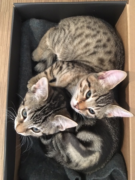 One or two kittens