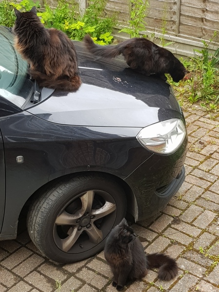 Should we be owned by one or two cats?