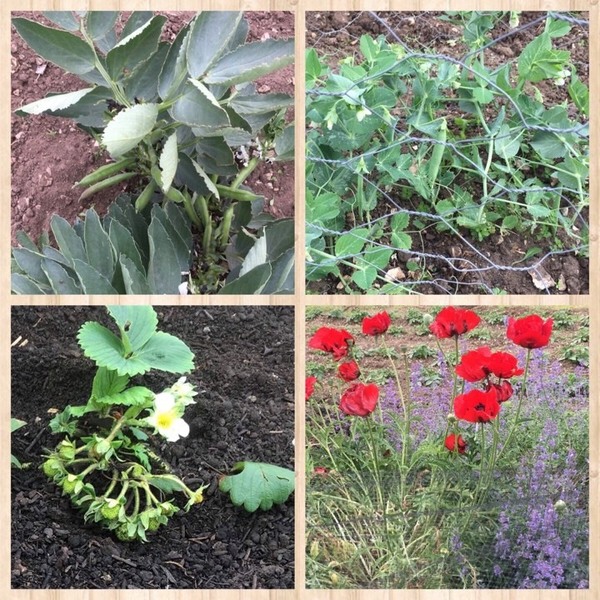 Allotment/Veg Patch Thread 14 ! growing into summer