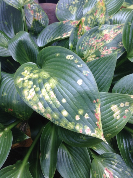 What's going on with this hosta?