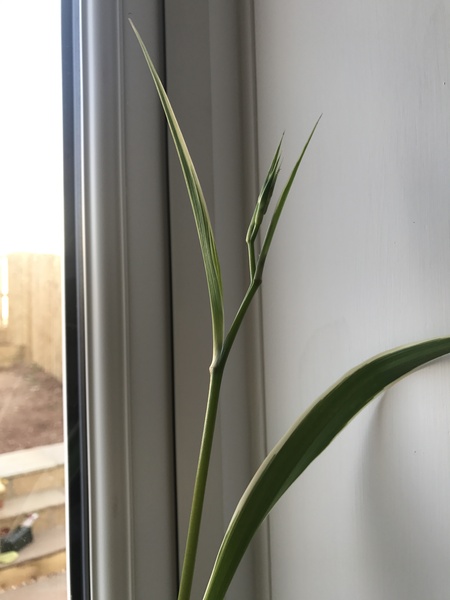 What is this growing from my spider plant?