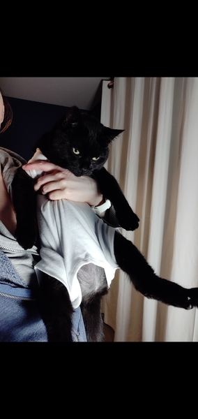 At my wits end what’s wrong with my cat