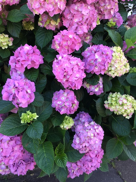 Hydrangeas - any tips?
