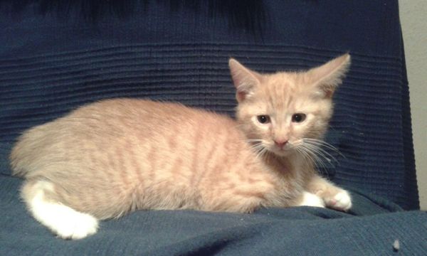 'Adopt don't shop' - tell me about your rescue cats