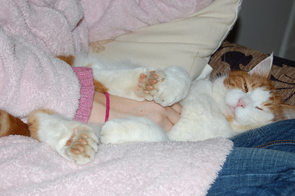 AIBU to think my cat is the cutest !