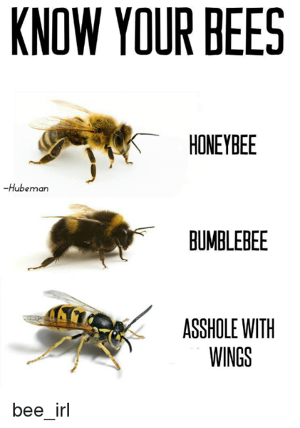 Help, wasps or bees?